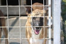 YVI, Hund, Mischlingshund in Rumänien - Bild 2
