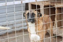 YVI, Hund, Mischlingshund in Rumänien - Bild 3