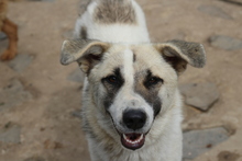 LUMINARA, Hund, Mischlingshund in Rumänien - Bild 1
