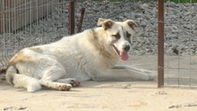 LUMINARA, Hund, Mischlingshund in Rumänien - Bild 2