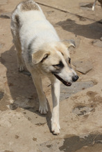 LUMINARA, Hund, Mischlingshund in Rumänien - Bild 3
