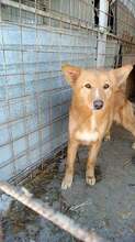 OANA, Hund, Mischlingshund in Rumänien - Bild 1