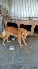 OANA, Hund, Mischlingshund in Rumänien - Bild 2