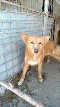 OANA, Hund, Mischlingshund in Rumänien - Bild 3