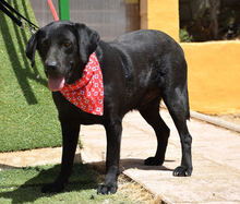 TINA, Hund, Labrador Retriever in Spanien - Bild 11