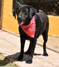 TINA, Hund, Labrador Retriever in Spanien - Bild 8