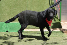 TINA, Hund, Labrador Retriever in Rot - Bild 12