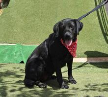 TINA, Hund, Labrador Retriever in Rot - Bild 9