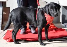 TULA, Hund, Labrador Retriever in Rot - Bild 4