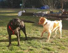 TULA, Hund, Labrador Retriever in Rot - Bild 7