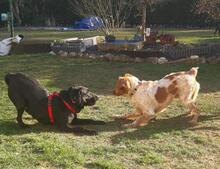 TULA, Hund, Labrador Retriever in Rot - Bild 8