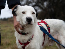 ZARKO, Hund, Mischlingshund in Bulgarien - Bild 2
