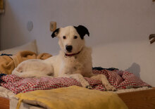 ZARKO, Hund, Mischlingshund in Bulgarien - Bild 3
