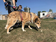 DANKO, Hund, Mischlingshund in Bulgarien - Bild 1