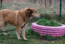 DANKO, Hund, Mischlingshund in Bulgarien - Bild 11