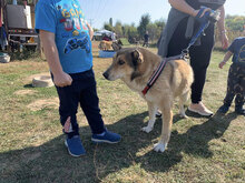 DANKO, Hund, Mischlingshund in Bulgarien - Bild 2