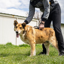 DANKO, Hund, Mischlingshund in Bulgarien - Bild 3