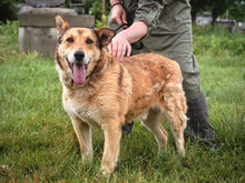 DANKO, Hund, Mischlingshund in Bulgarien - Bild 4