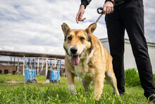 DANKO, Hund, Mischlingshund in Bulgarien - Bild 5