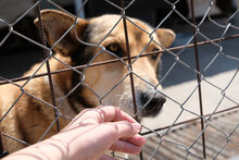 DANKO, Hund, Mischlingshund in Bulgarien - Bild 6