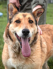 DANKO, Hund, Mischlingshund in Bulgarien - Bild 7