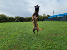 MAX, Hund, Belgischer Schäferhund in Kroatien - Bild 5