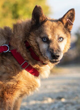 GENADI, Hund, Mischlingshund in Bulgarien - Bild 1