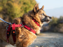 GENADI, Hund, Mischlingshund in Bulgarien - Bild 2