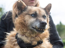 GENADI, Hund, Mischlingshund in Bulgarien - Bild 3