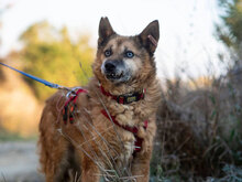 GENADI, Hund, Mischlingshund in Bulgarien - Bild 4