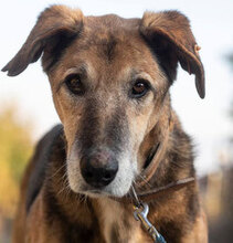 BOBO, Hund, Mischlingshund in Remchingen - Bild 1