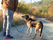 BOBO, Hund, Mischlingshund in Remchingen - Bild 3
