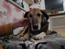 BOBO, Hund, Mischlingshund in Remchingen - Bild 4