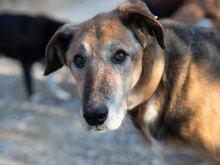 BOBO, Hund, Mischlingshund in Remchingen - Bild 5