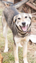 MAX, Hund, Mischlingshund in Bulgarien - Bild 1