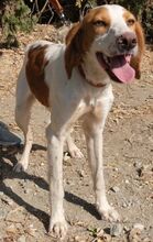 MAREAN, Hund, Mischlingshund in Zypern - Bild 3