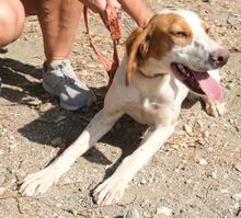 MAREAN, Hund, Mischlingshund in Zypern - Bild 4
