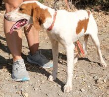 MAREAN, Hund, Mischlingshund in Zypern - Bild 6