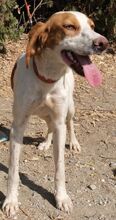 MAREAN, Hund, Mischlingshund in Zypern - Bild 7