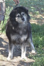 MACI, Hund, Mischlingshund in Ungarn - Bild 1
