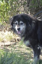 MACI, Hund, Mischlingshund in Ungarn - Bild 2