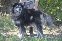 MACI, Hund, Mischlingshund in Ungarn - Bild 3
