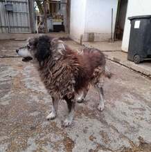 MACI, Hund, Mischlingshund in Ungarn - Bild 5