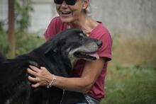 CSAVARGO, Hund, Mischlingshund in Ungarn - Bild 2