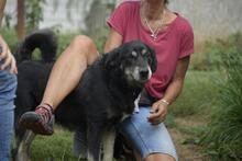 CSAVARGO, Hund, Mischlingshund in Ungarn - Bild 3