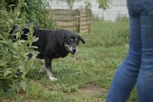 CSAVARGO, Hund, Mischlingshund in Ungarn - Bild 4