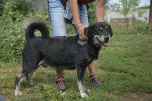 CSAVARGO, Hund, Mischlingshund in Ungarn - Bild 5