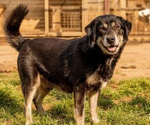 CSAVARGO, Hund, Mischlingshund in Ungarn - Bild 6