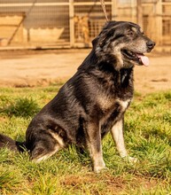 CSAVARGO, Hund, Mischlingshund in Ungarn - Bild 7