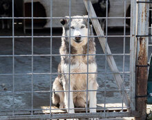 JANNY, Hund, Mischlingshund in Bulgarien - Bild 1